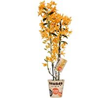 Los mejores  - Orquídea de BAMBOO ORCHID – Bambú orquídea – Altura: 50 cm- 2 brotes- flores naranja – Dendrobium nobile Firebird